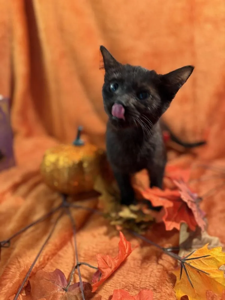 Dark Passenger thumbnail 4