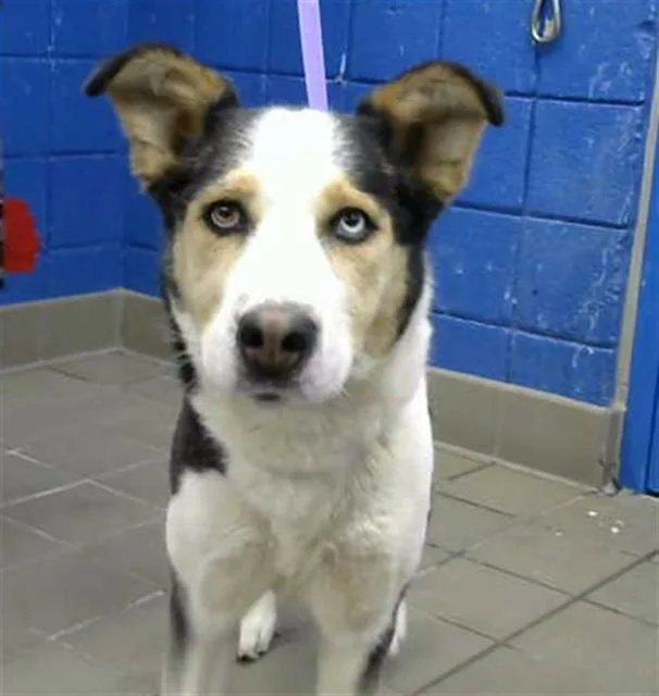 An adult medium-sized female Siberian Husky dog named Duckie for adoption in Albuquerque, NM