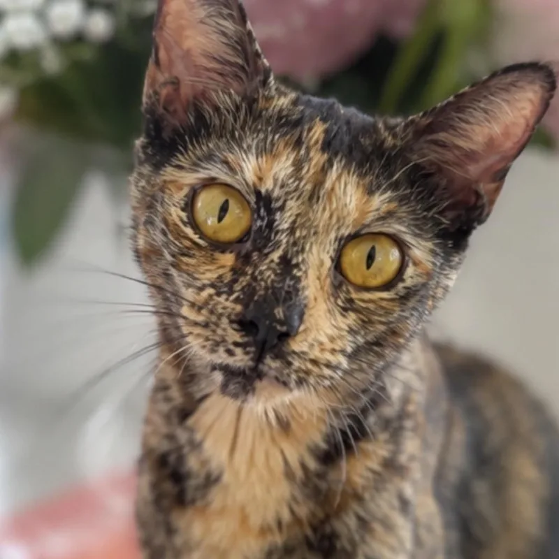 A young medium-sized female Tortoiseshell Domestic Short Hair cat named Beth for adoption in Boston, MA