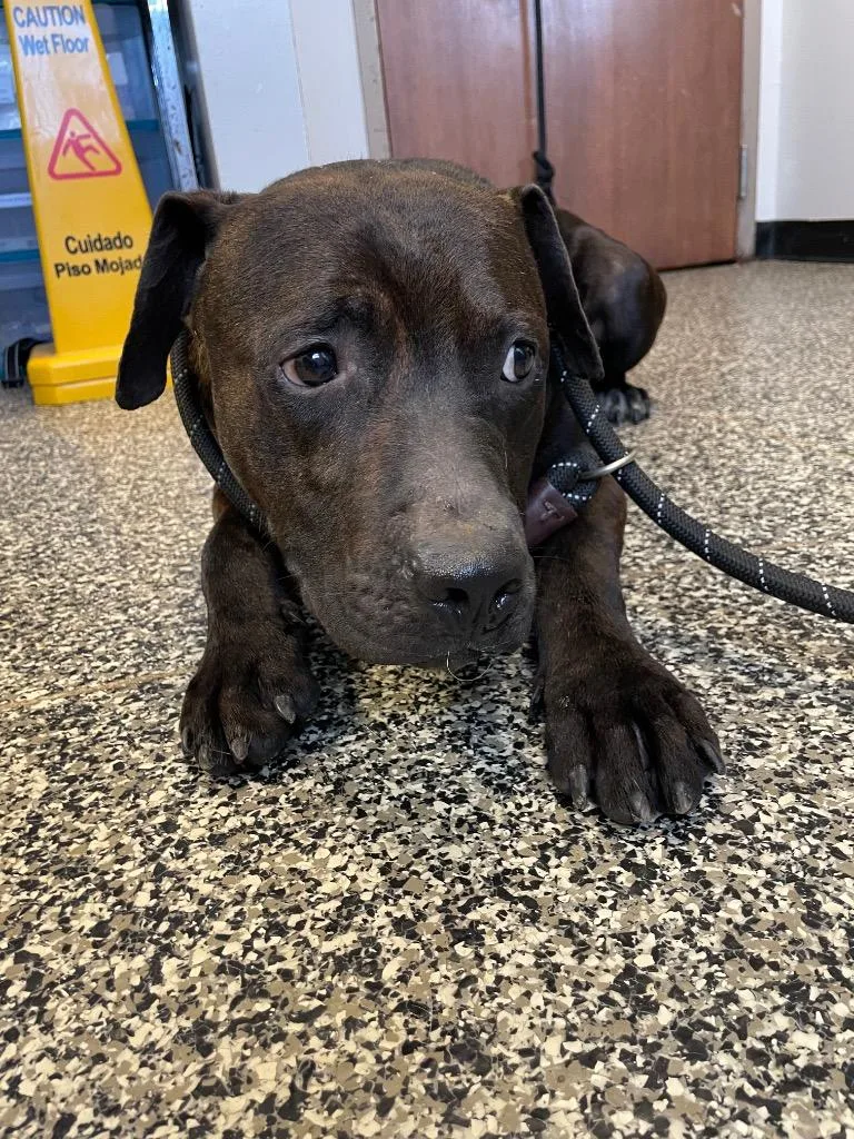 A young large-sized male Mixed Breed dog named Roda for adoption in Columbia, TN