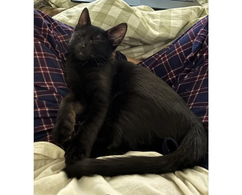 A baby small-sized female Black Domestic Short Hair cat named Needles Wiggles for adoption in Chandler, AZ