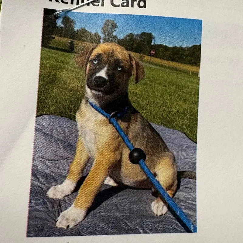 A baby small-sized female Yellow / Tan / Blond / Fawn Mixed Breed dog named Catelynn for adoption in West Olive, MI