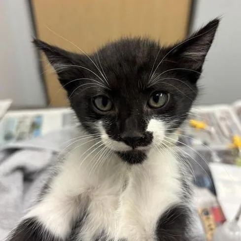 A baby small-sized male Domestic Short Hair cat named Marco for adoption in Jacksonville, FL