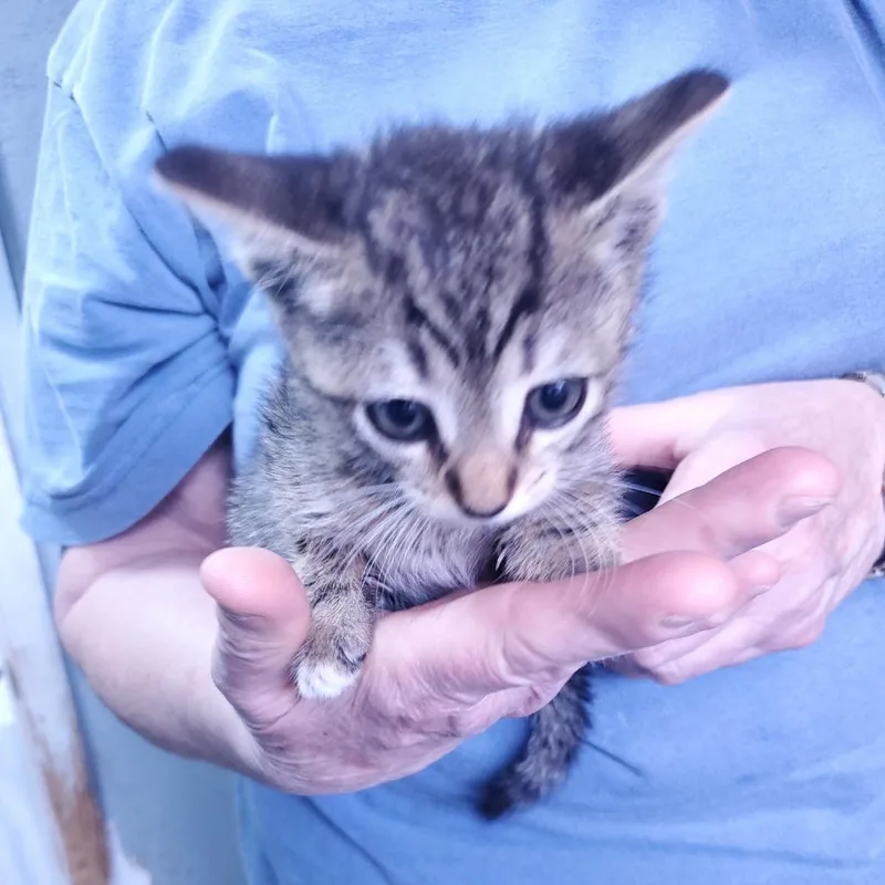 A baby small-sized female Brown / Chocolate Domestic Short Hair cat named Ella for adoption in Jefferson city, TN