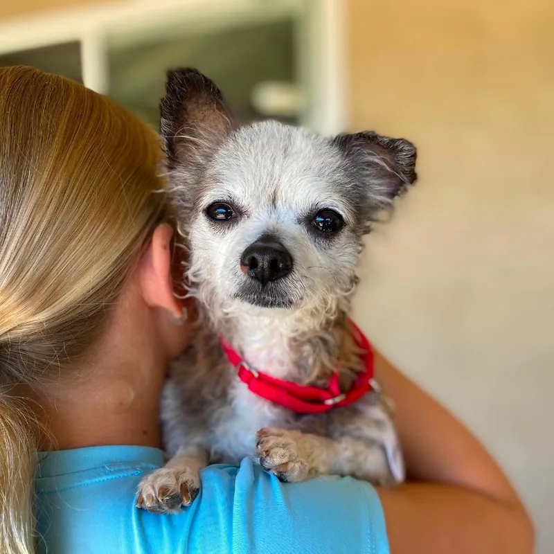 A senior small-sized male Black Chihuahua dog named William for adoption in Ramona, CA