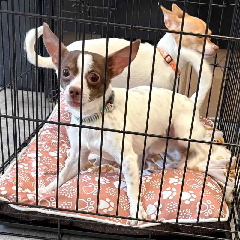 A young small-sized male White / Cream Chihuahua dog named Sonny for adoption in Philadelphia, PA