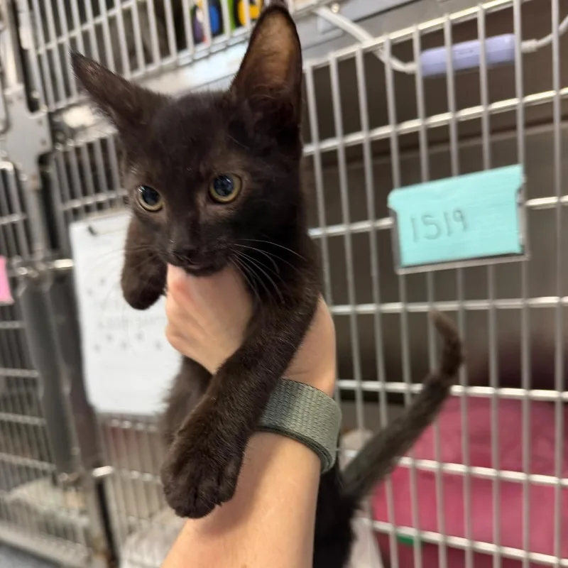 A baby small-sized male Black Domestic Short Hair cat named Hexx for adoption in Port Charlotte, FL