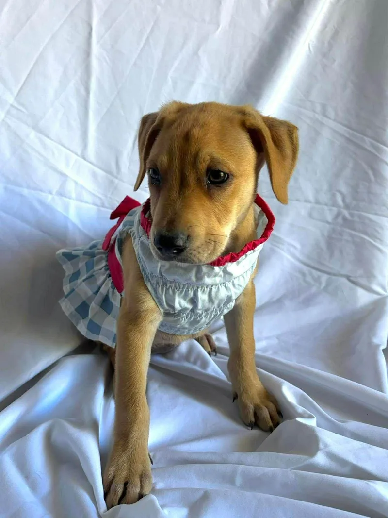 A baby medium-sized female Labrador Retriever dog named Johanna for adoption in New York, NY