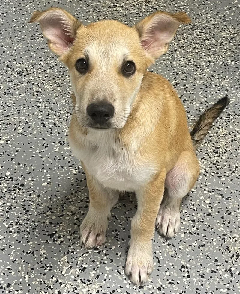 A baby medium-sized male Shepherd dog named BoBo for adoption in Seven Points, TX