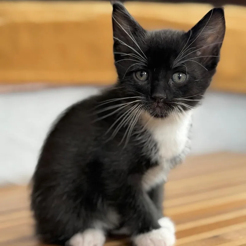 A baby medium-sized male Black & White / Tuxedo Domestic Short Hair cat named Lenny for adoption in Minneapolis, MN