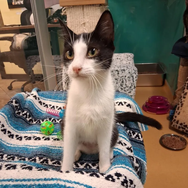 A young medium-sized female Black & White / Tuxedo Domestic Short Hair cat named Ebee for adoption in Hudson, NY