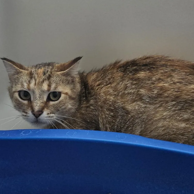 An adult medium-sized female Buff / Tan / Fawn Domestic Short Hair cat named Montana for adoption in Tawas City, MI