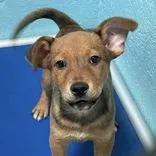 A baby small-sized male Red / Chestnut / Orange Mixed Breed dog named Cell Butler Campus for adoption in Flagstaff, AZ