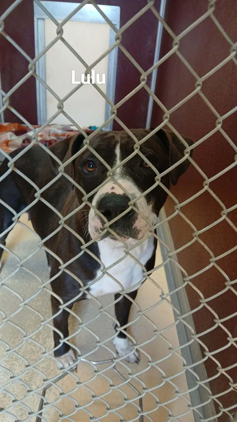 An adult large-sized female Pit Bull Terrier dog named Lulu for adoption in Tappahannock, VA