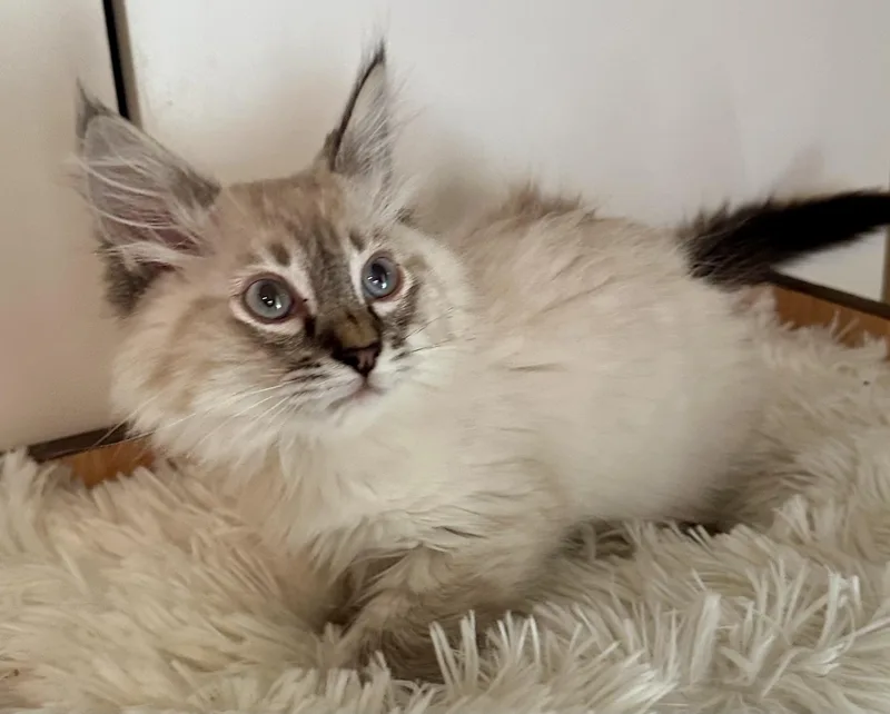 A baby large-sized male Ragdoll cat named Regis for adoption in Davis, CA