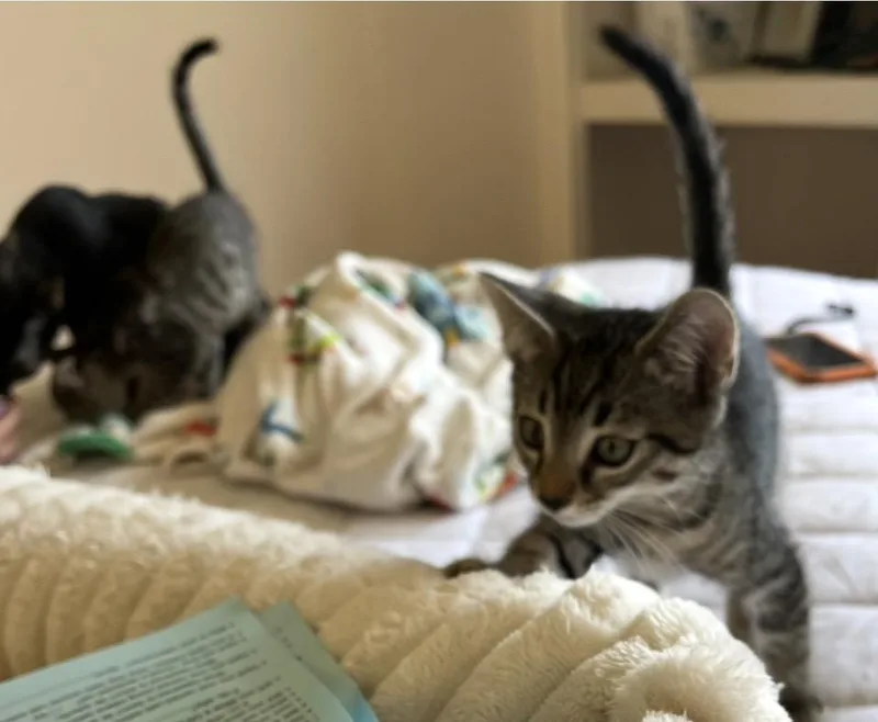 A baby small-sized male Domestic Short Hair cat named Theo for adoption in Woodland Hills, CA