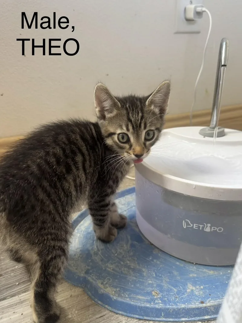 Theo thumbnail 2