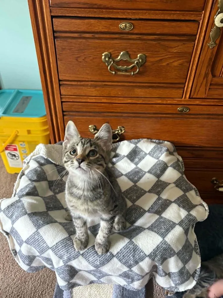 A baby small-sized male Gray / Blue / Silver Tabby cat named Gojo for adoption in Plymouth, MN