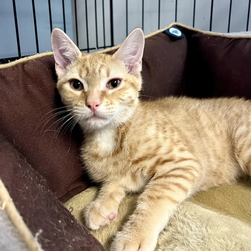A baby small-sized male Orange / Red Domestic Short Hair cat named Golden Fuzz for adoption in Wappingers Falls, NY