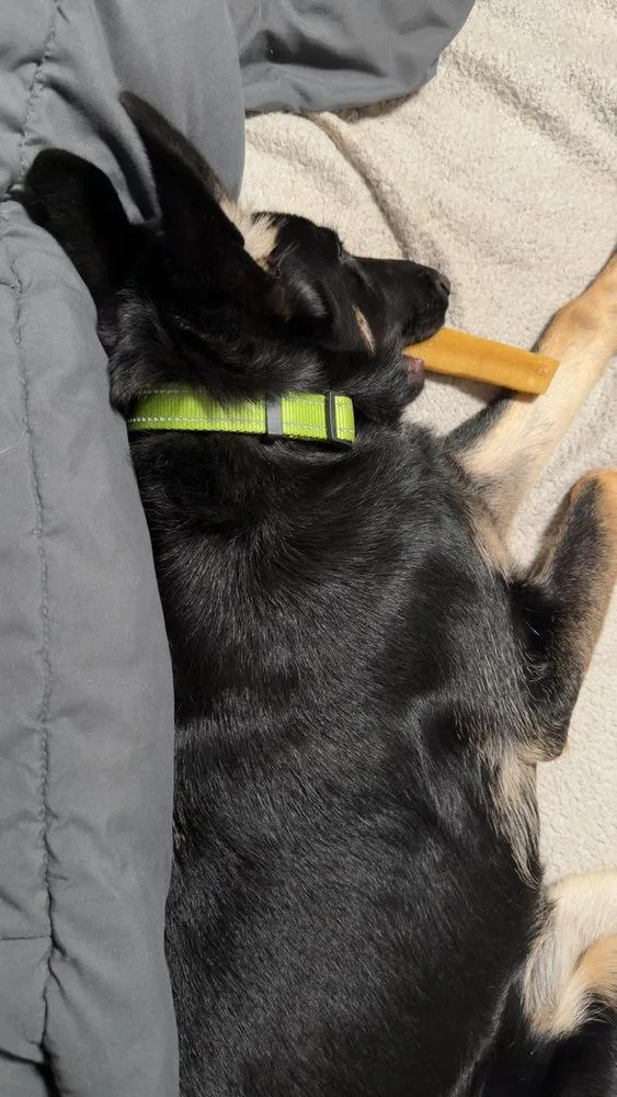 A baby large-sized female Brown / Chocolate German Shepherd Dog dog named Otti for adoption in Palo Alto, CA