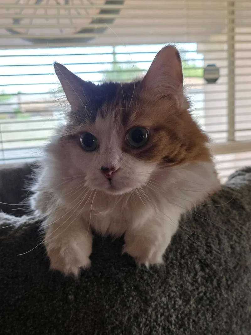 An adult medium-sized female Calico cat named Coco for adoption in Vallejo, CA
