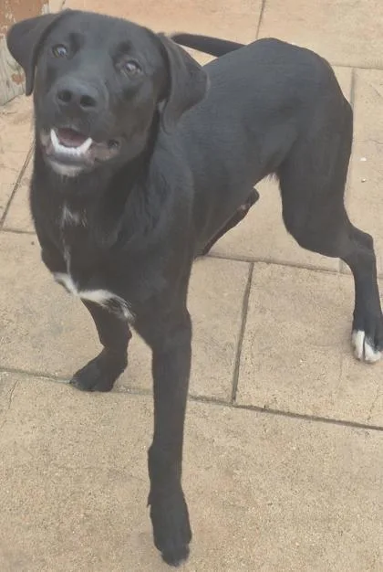 A baby large-sized male Labrador Retriever dog named Darth Vader for adoption in Shreveport, LA