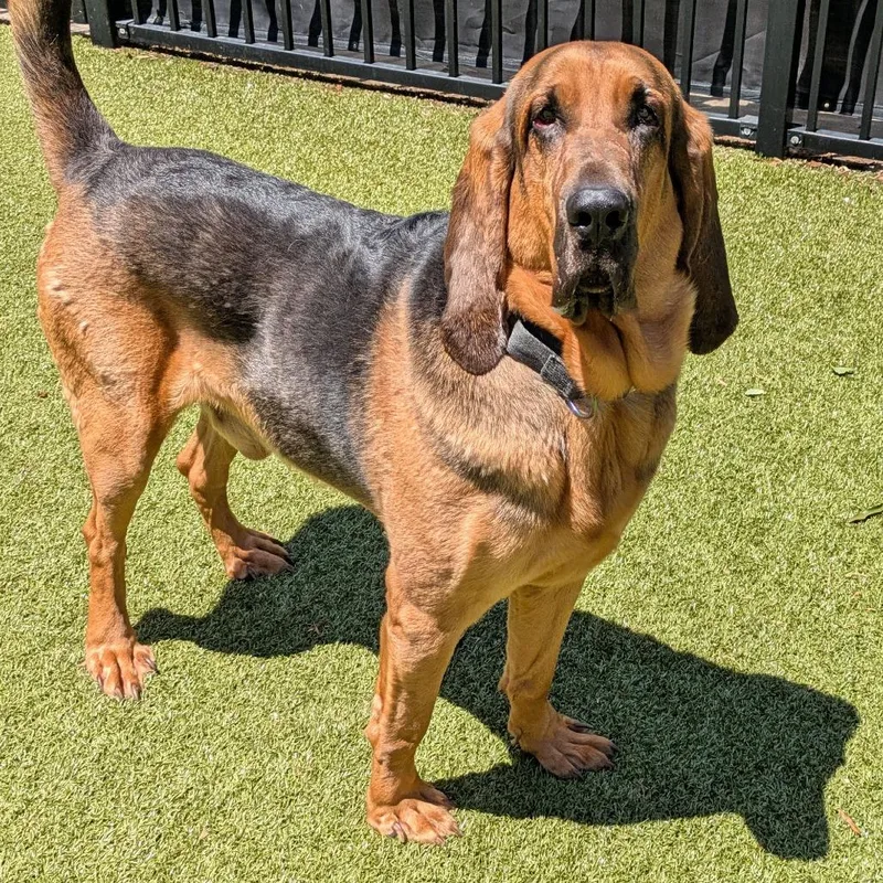 An adult large-sized male Black Bloodhound dog named Spade for adoption in Charlottesville, VA
