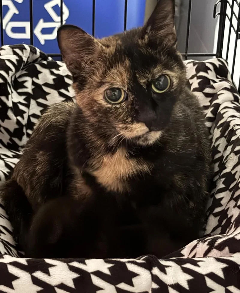 A young medium-sized female Tortoiseshell Domestic Short Hair cat named Pringle for adoption in New York, NY