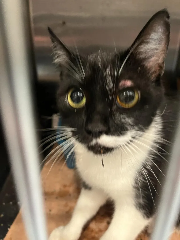 A young small-sized female Domestic Short Hair cat named Cassy for adoption in Cartersville , GA