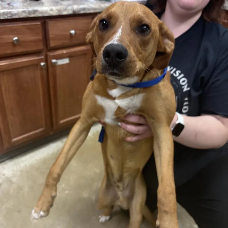 A young small-sized male Labrador Retriever dog named HondaU for adoption in Tupelo, MS