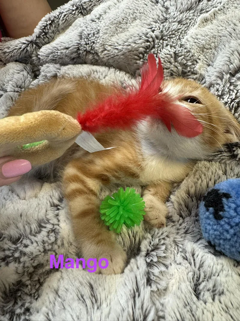 Mango