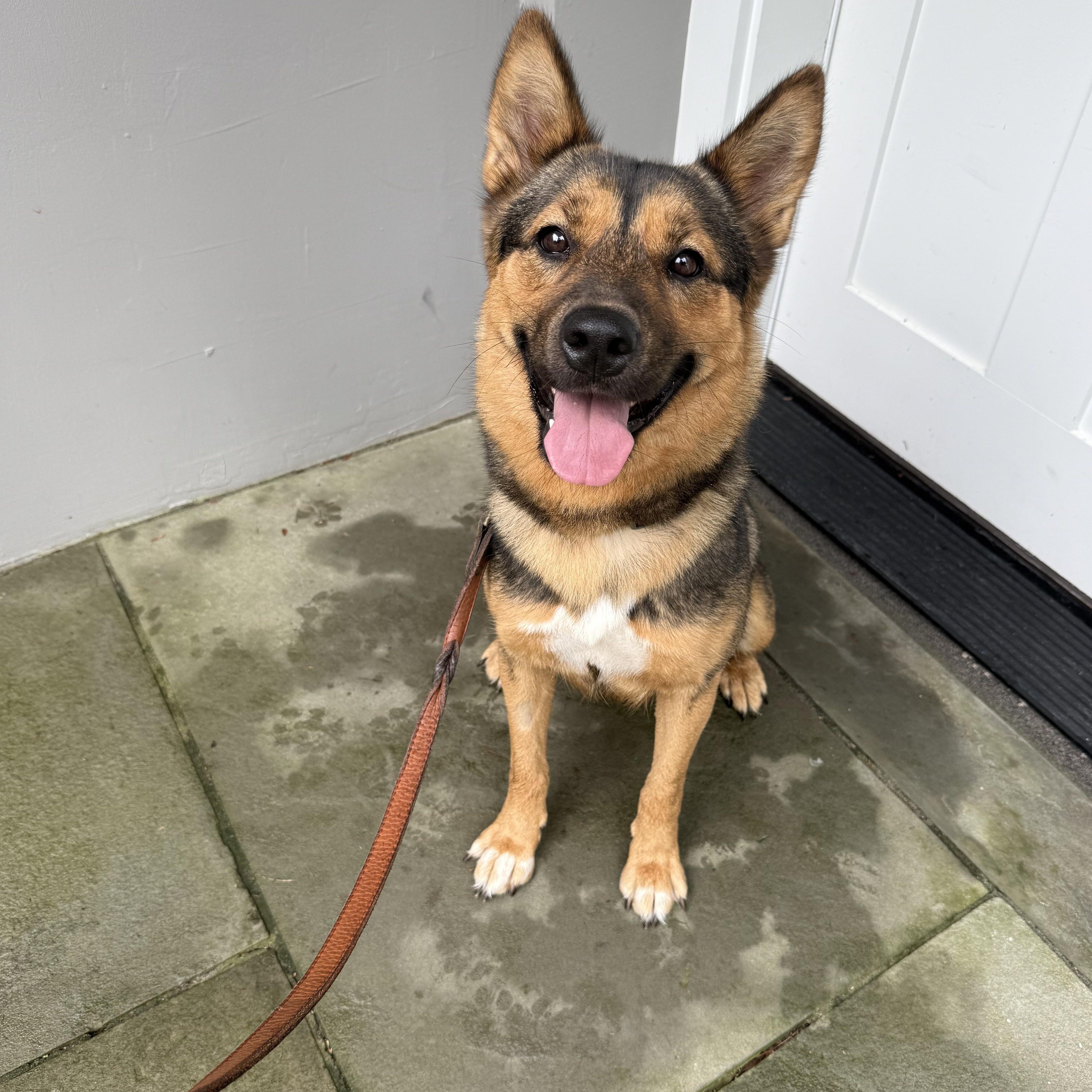 A young medium-sized female Shepherd dog named Hazel happy for adoption in oriskany, NY