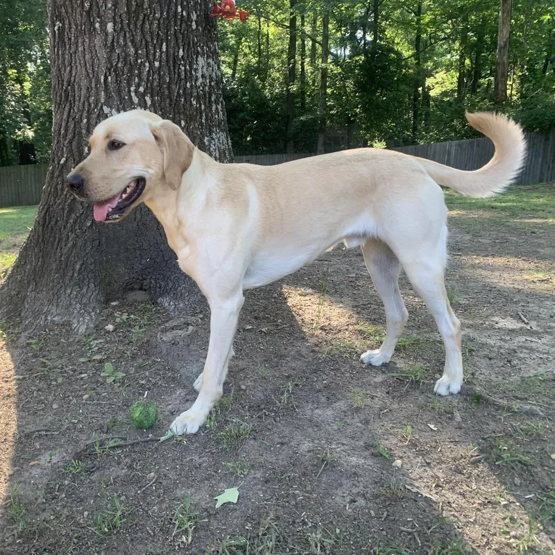 An adult small-sized male Yellow / Tan / Blond / Fawn Yellow Labrador Retriever dog named Courtesy Listing Buddy for adoption in Tuscaloosa, AL