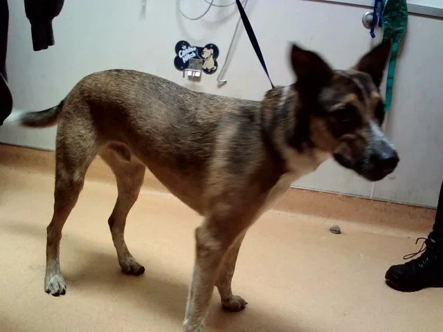 A young large-sized male Australian Cattle Dog / Blue Heeler dog named Pete for adoption in Martinez, CA