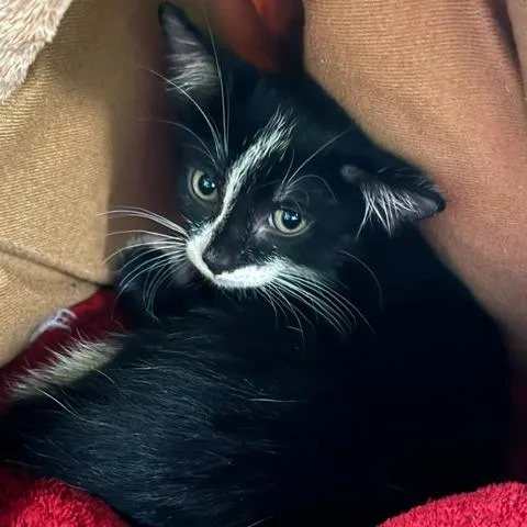 A baby small-sized male Black Domestic Short Hair cat named Patrick for adoption in Edwardsville, IL
