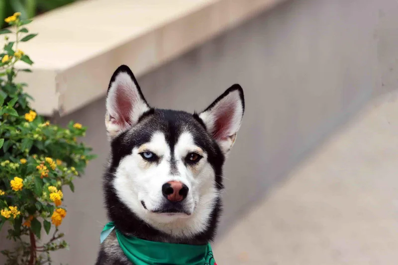 Frankie Avalon thumbnail 2