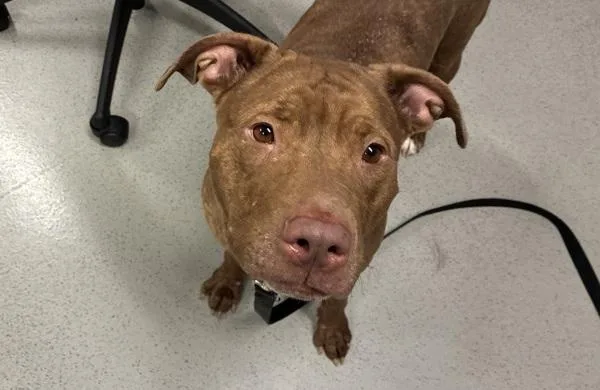 An adult large-sized female Mixed Breed dog named Cookie Butter for adoption in Ridgewood, NY