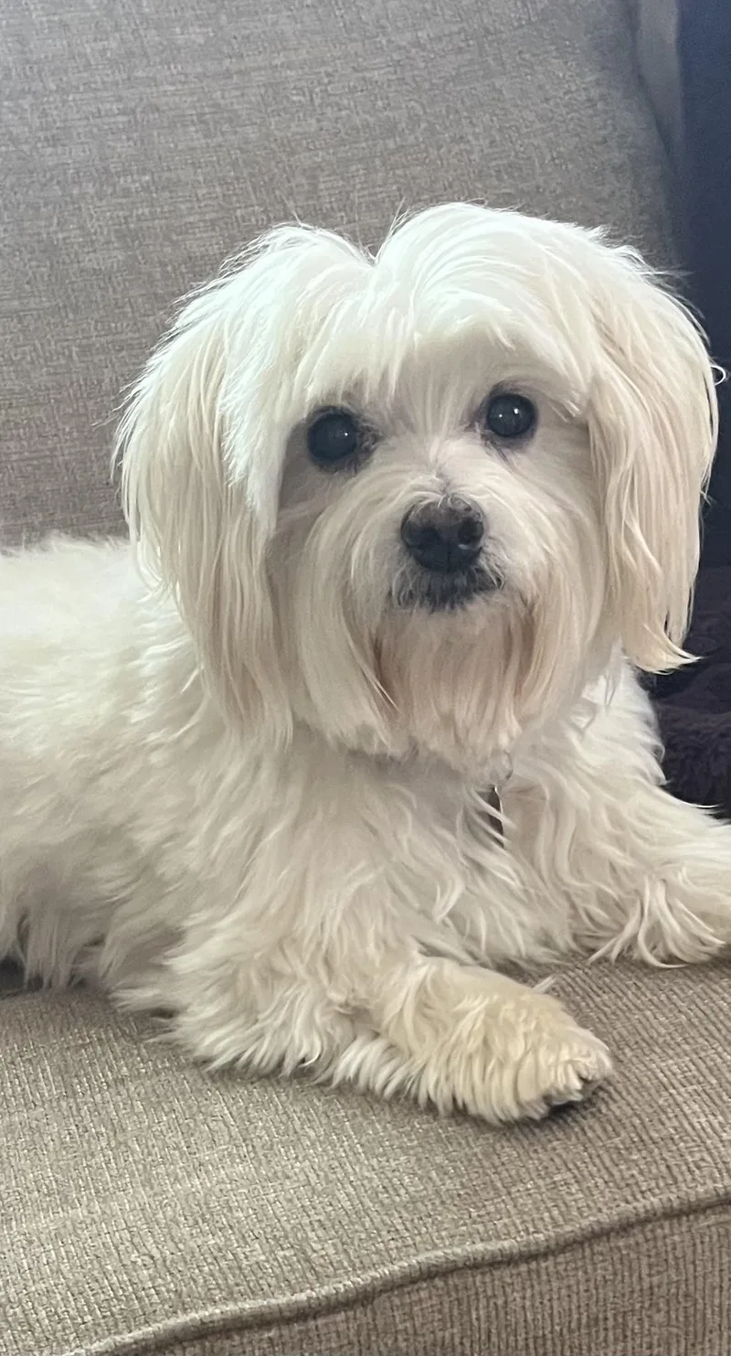 A senior small-sized male Maltese dog named Cooper for adoption in Placentia, CA