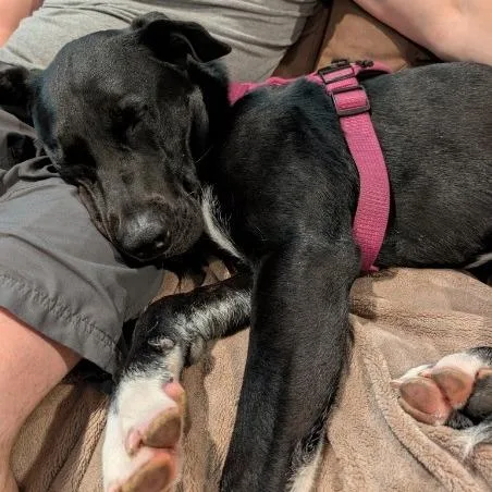 An adult large-sized female Labrador Retriever dog named Shiloh for adoption in Crystal, MN