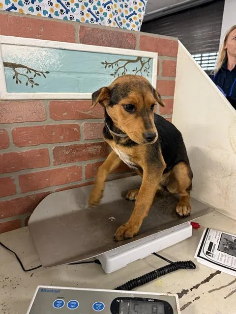 A baby small-sized female Australian Cattle Dog / Blue Heeler dog named Katrina for adoption in Houston, TX