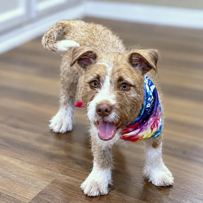 A baby small-sized male Brown / Chocolate Border Collie dog named Hunt for adoption in Boerne, TX