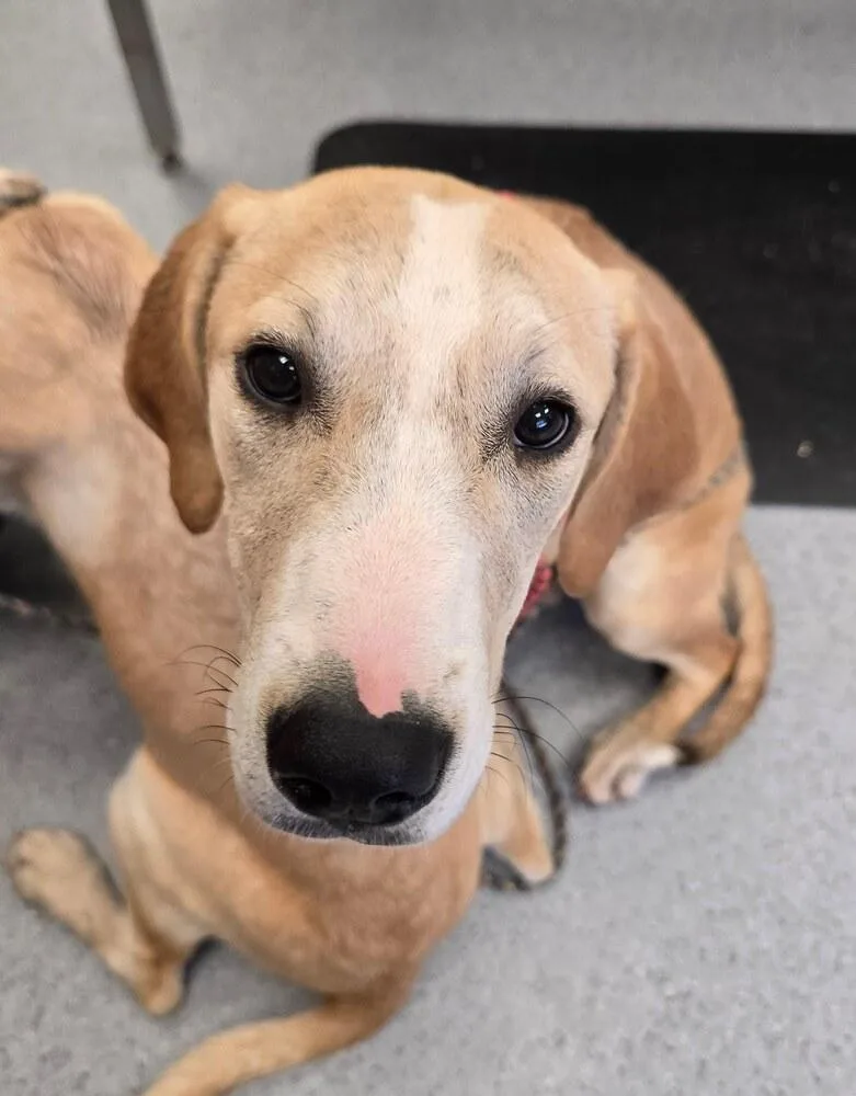 A baby large-sized female Hound dog named Spare for adoption in Wellington, KS
