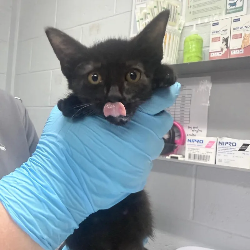A baby small-sized female Black Domestic Short Hair cat named Clio for adoption in Summerville, SC