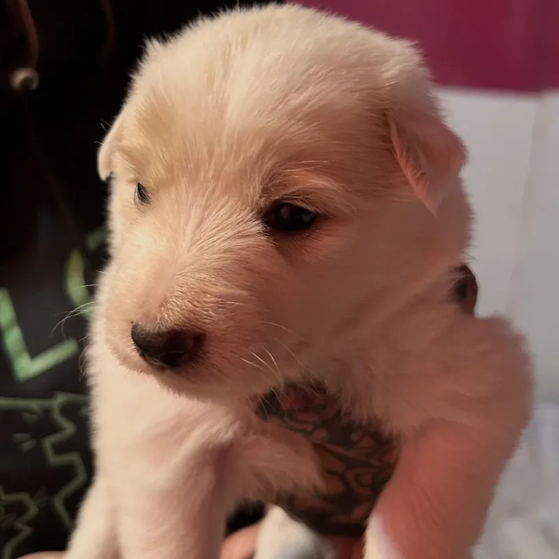 A baby medium-sized female Border Collie dog named Maple for adoption in Point Richmond, CA