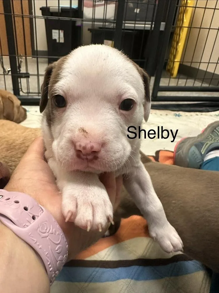 Shelby thumbnail 2
