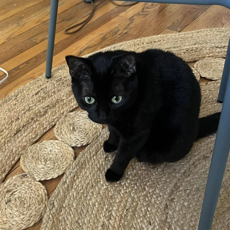 An adult medium-sized female Black Domestic Short Hair cat named Ivy for adoption in Evanston, IL