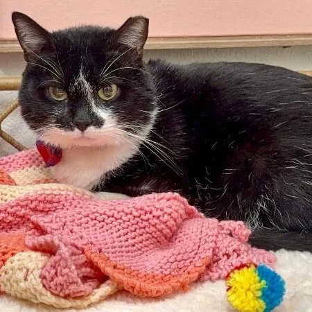 An adult large-sized male Black & White / Tuxedo Tuxedo cat named Diego The Plushy Philosopher for adoption in Friendswood, TX