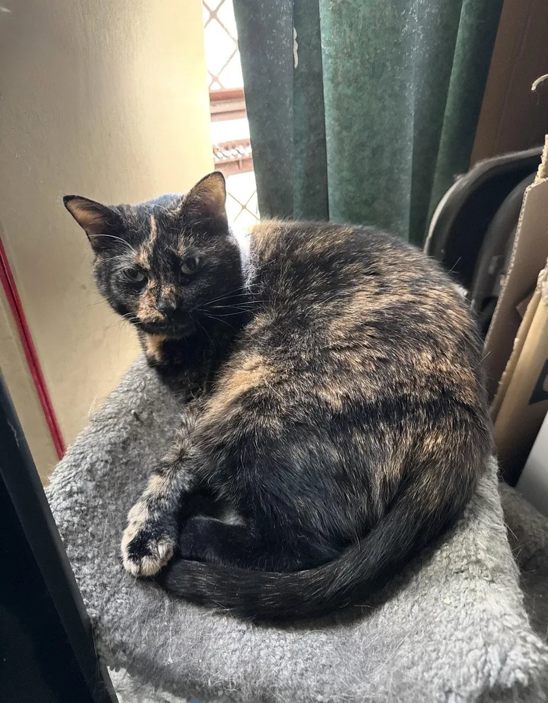An adult medium-sized female Domestic Short Hair cat named Toothless for adoption in Walled Lake, MI