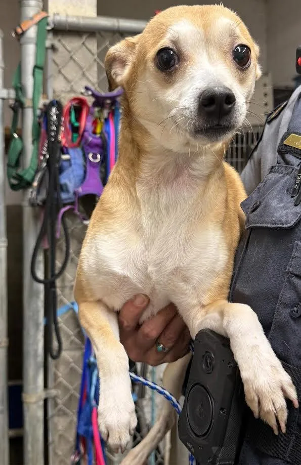 An adult small-sized female Apricot / Beige Chihuahua dog named Lola for adoption in Oakdale, CA