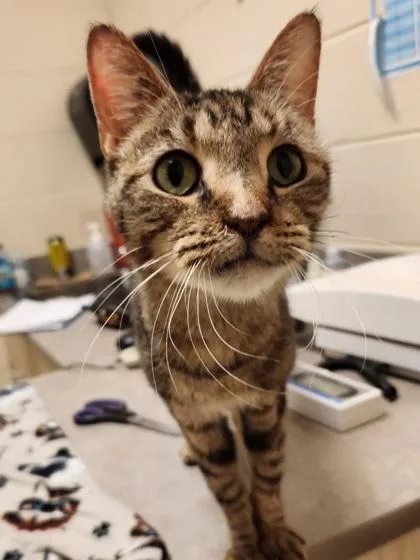 An adult medium-sized female Domestic Short Hair cat named Tilly Bean for adoption in Westland, MI